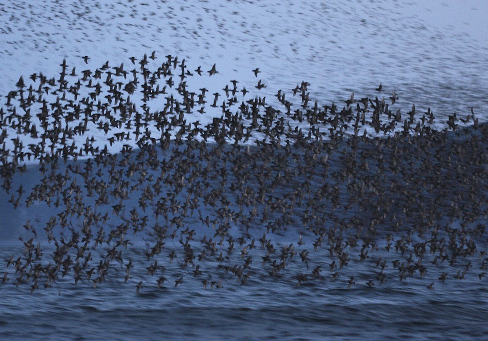 Crested Auklet - ML205969131