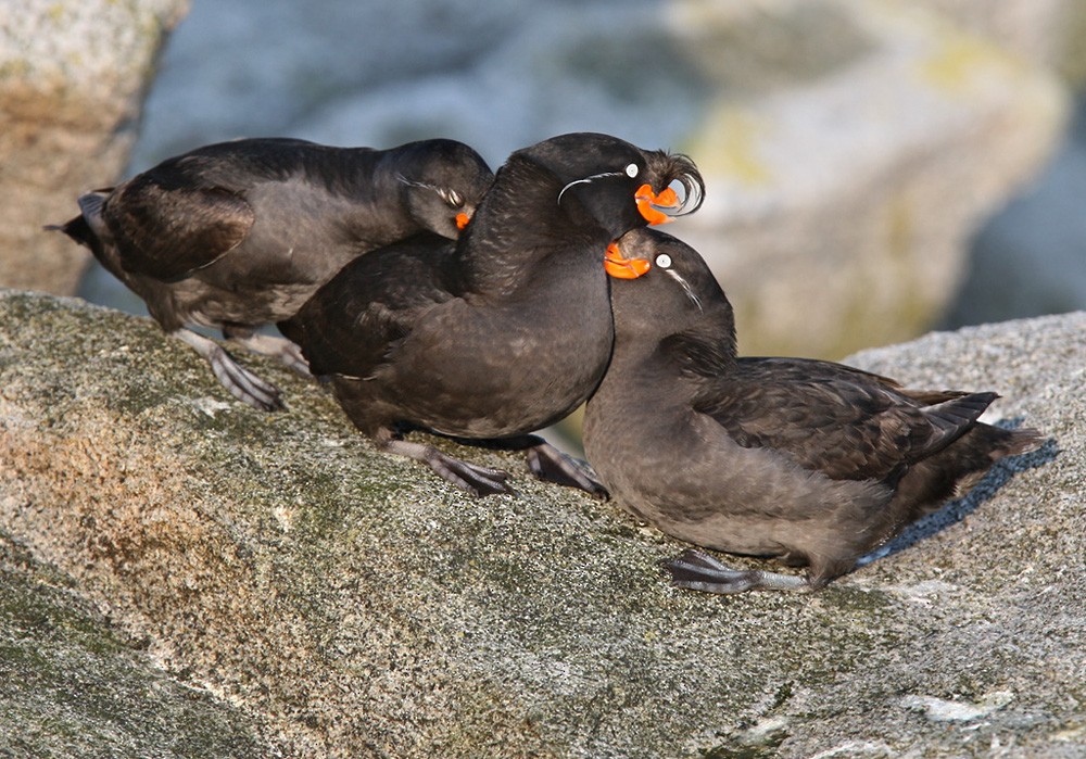 Crested Auklet - Lars Petersson | My World of Bird Photography