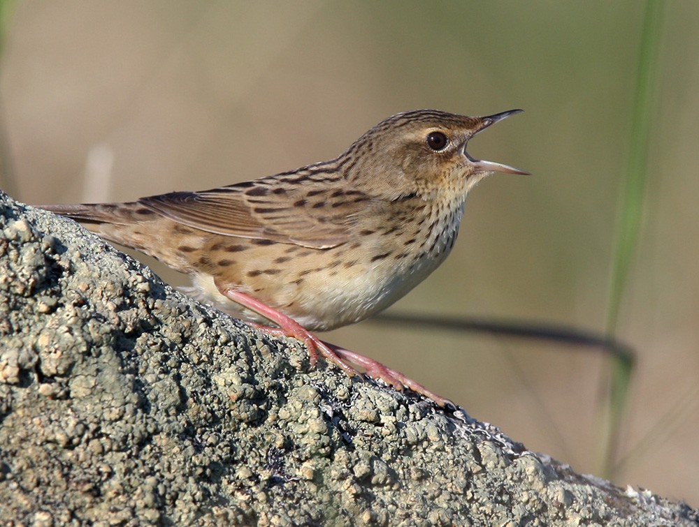 Lanceolated Warbler - ML205969231