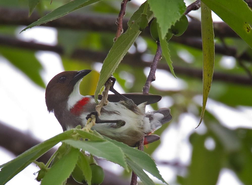 Red-banded Flowerpecker - ML205969331