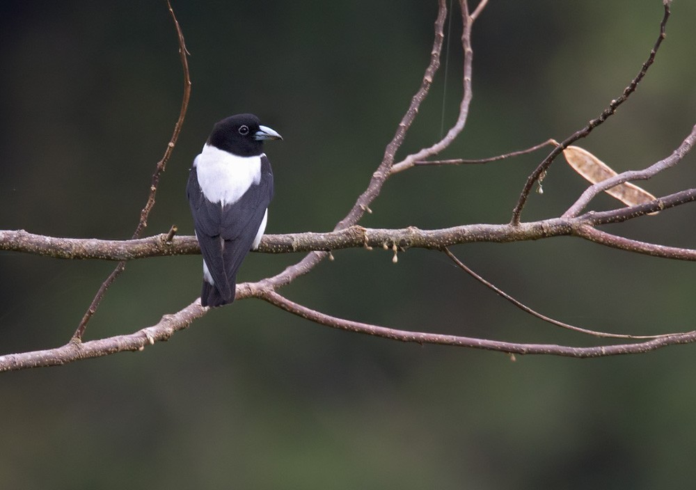 Bismarck Woodswallow - ML205969401