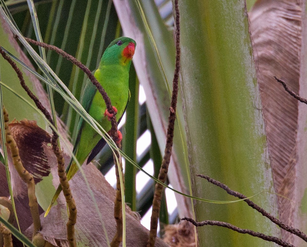 Red-chinned Lorikeet - Lars Petersson | My World of Bird Photography