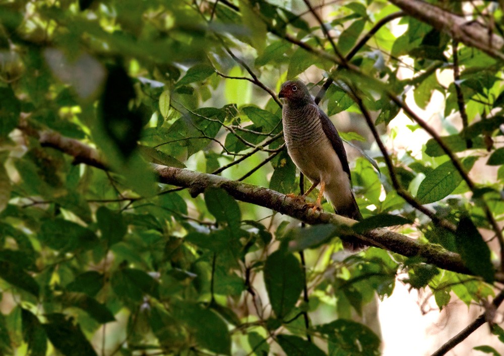 Lined Forest-Falcon - ML205969621