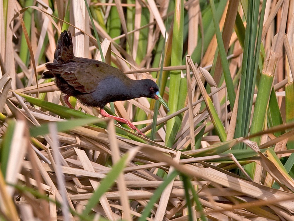 Plumbeous Rail - ML205969641