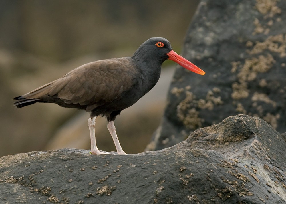 Blackish Oystercatcher - ML205969651