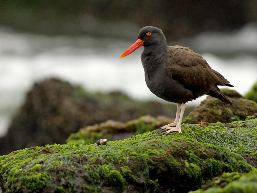 Blackish Oystercatcher - ML205969661