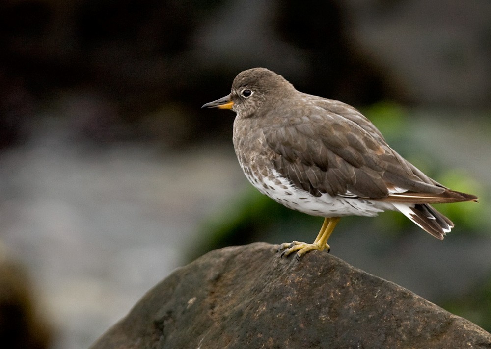 Surfbird - ML205969701