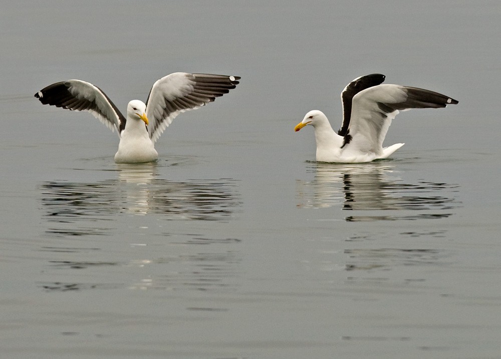 Kelp Gull - Lars Petersson | My World of Bird Photography