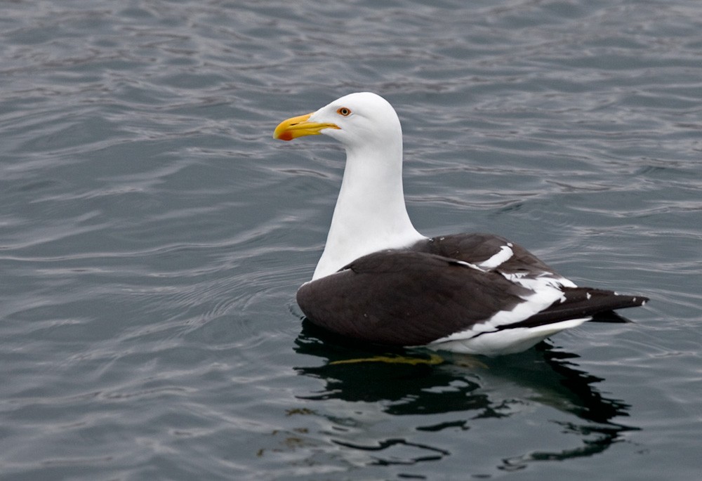 Kelp Gull - ML205969721