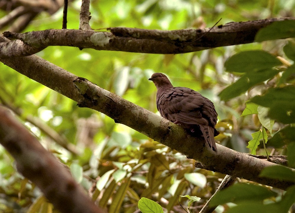 Ruddy Pigeon - ML205969731