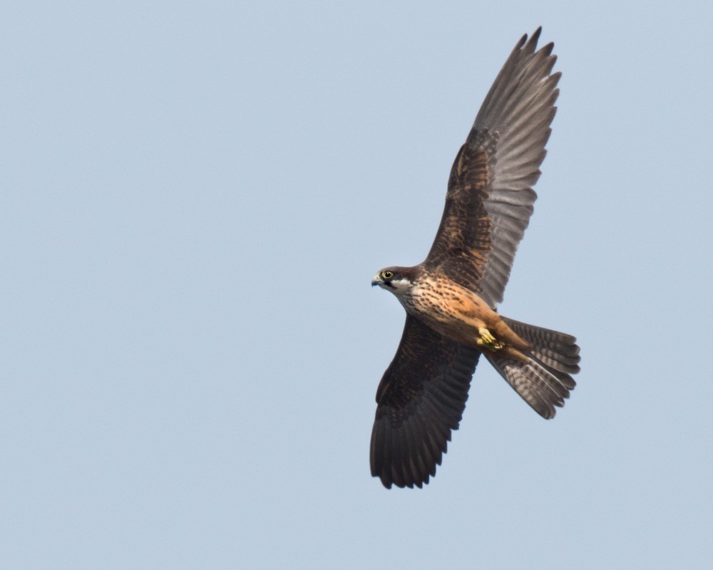 Eleonora's Falcon - Lars Petersson | My World of Bird Photography