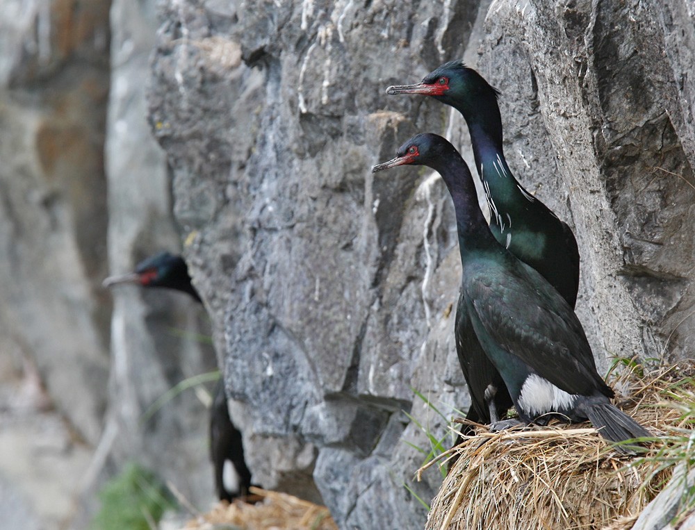 Pelagic Cormorant - ML205970121