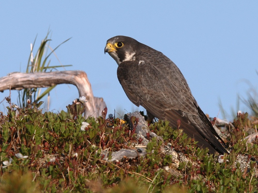 Peregrine Falcon - ML205970131