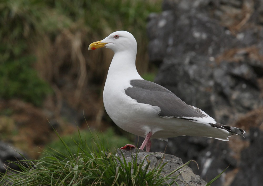 Slaty-backed Gull - Lars Petersson | My World of Bird Photography