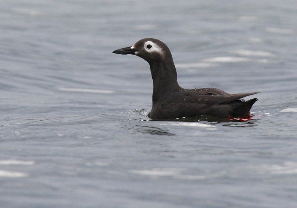 Spectacled Guillemot - Lars Petersson | My World of Bird Photography