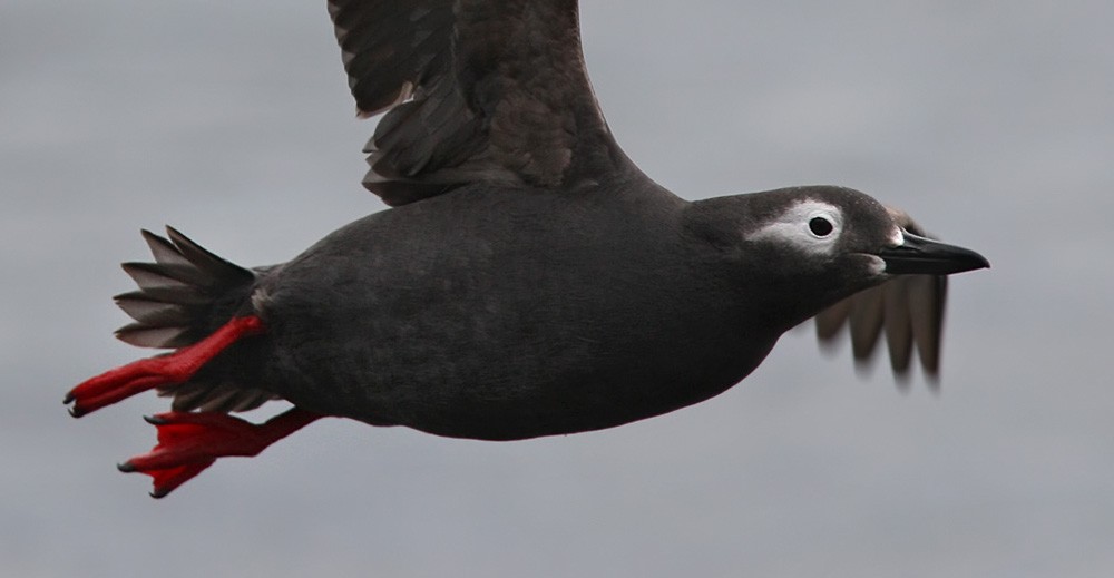 Spectacled Guillemot - ML205970201