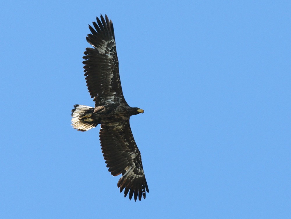 Steller's Sea-Eagle - ML205970291