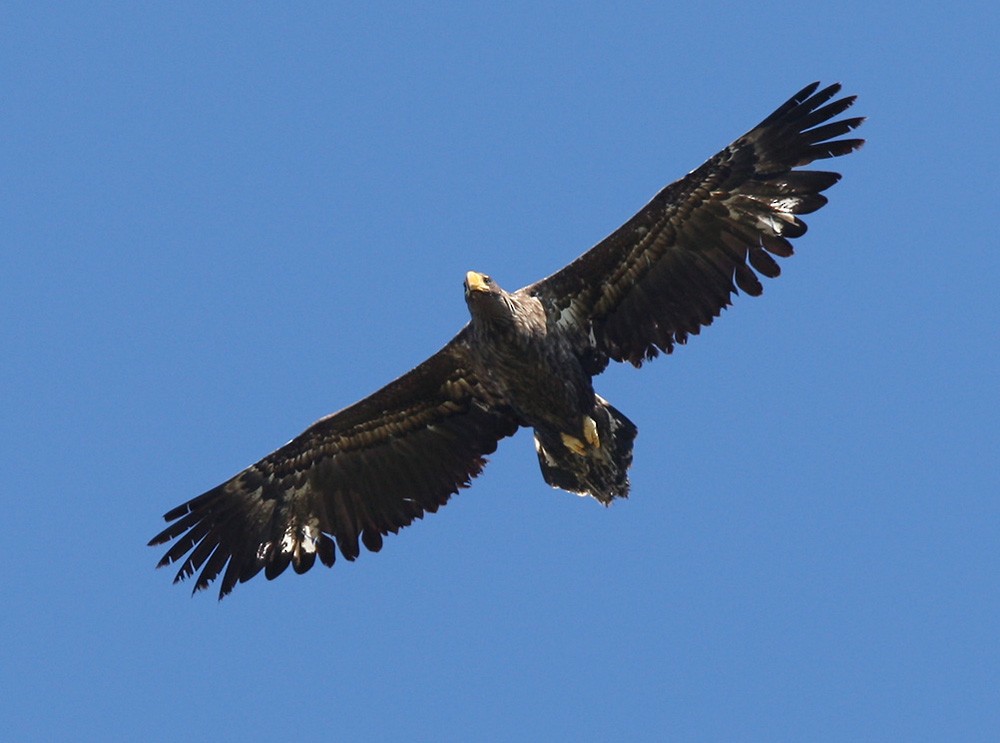 Steller's Sea-Eagle - ML205970311