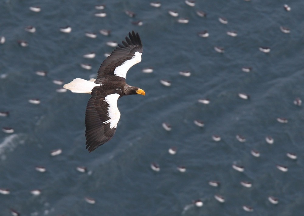 Steller's Sea-Eagle - ML205970371