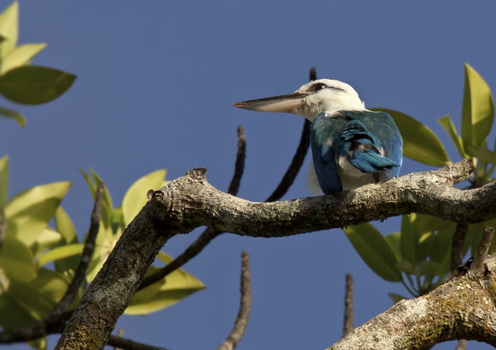 Beach Kingfisher (Beach) - ML205970401