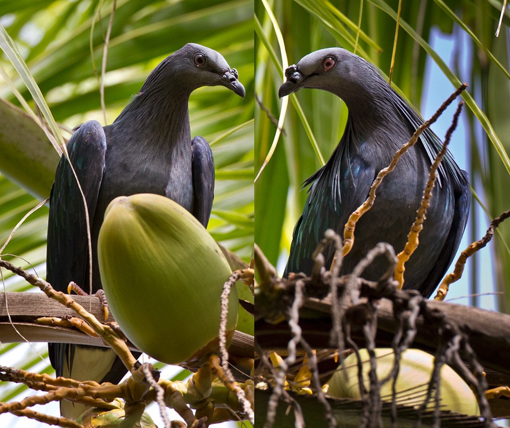 Nicobar Pigeon - ML205970511