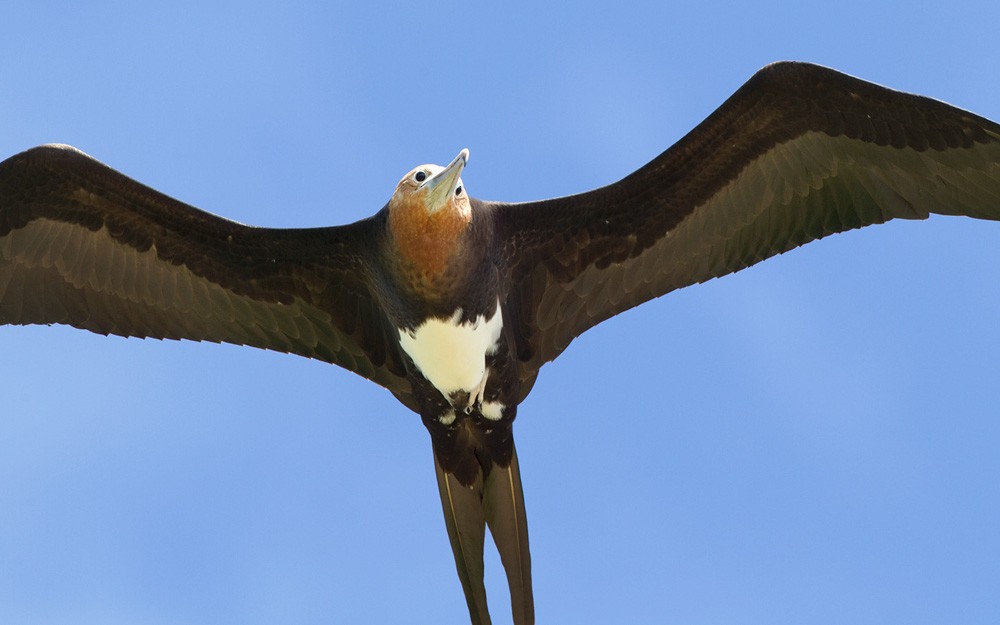 Great Frigatebird - ML205970551