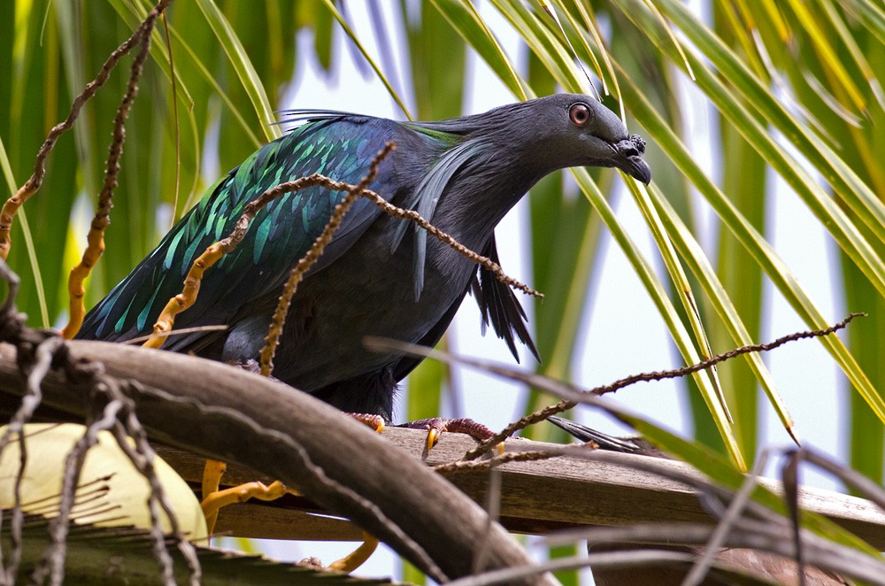 Nicobar Pigeon - ML205970591