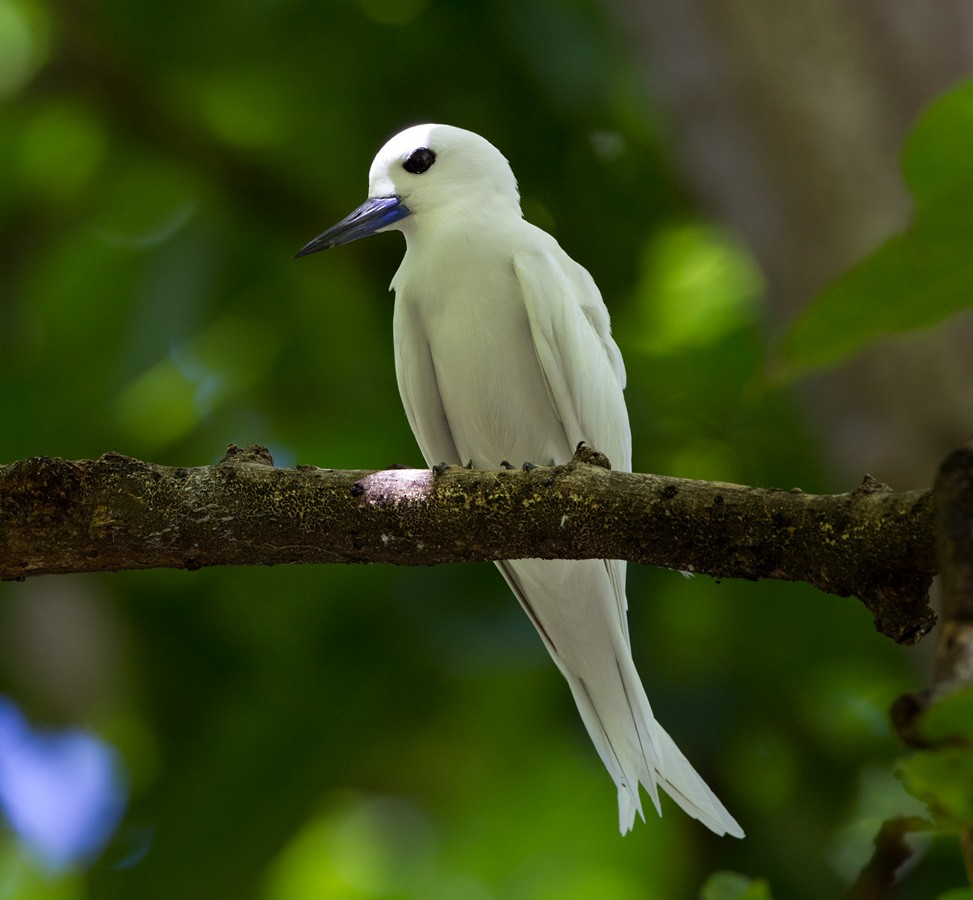 White Tern (Pacific) - ML205970611