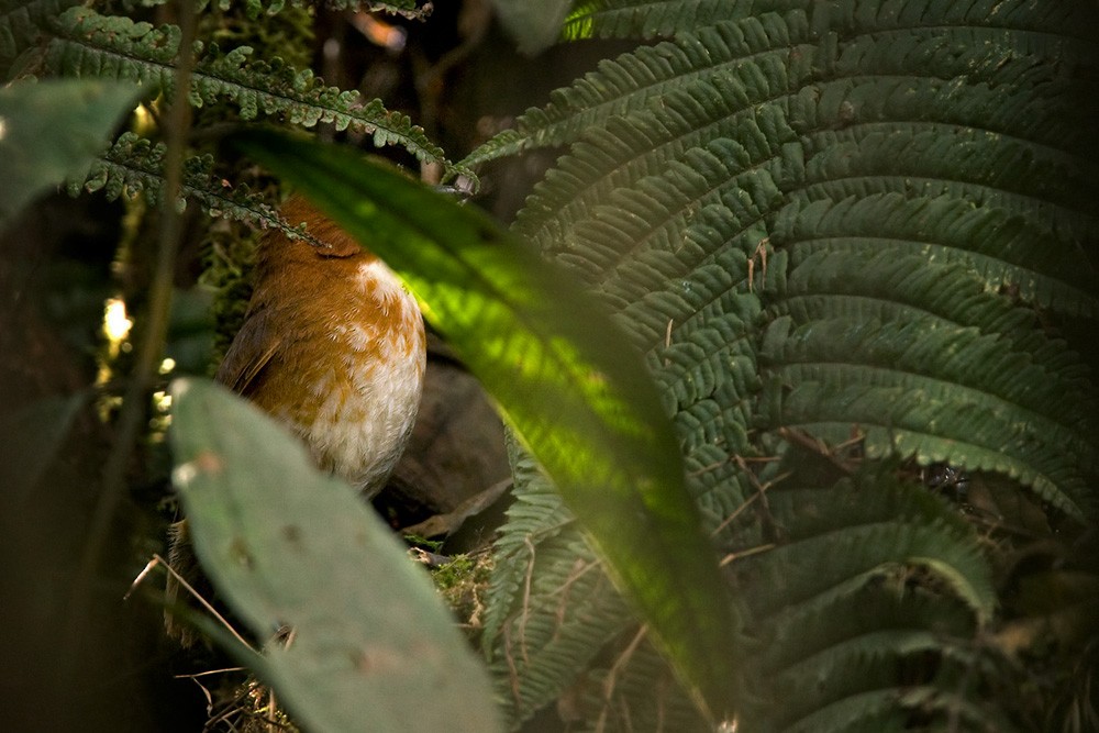 Red-and-white Antpitta - ML205970831