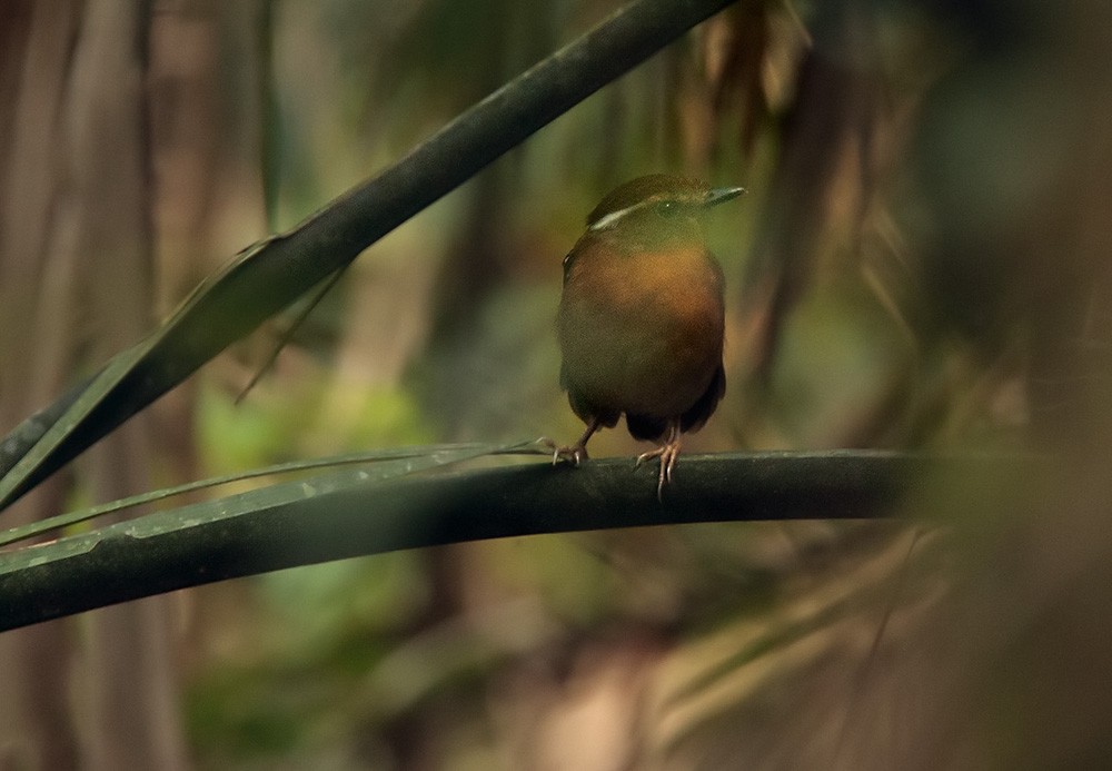 Ash-throated Gnateater - ML205970851