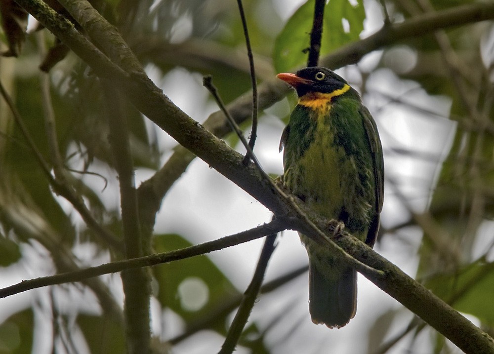 Cotinga masqué - ML205970891