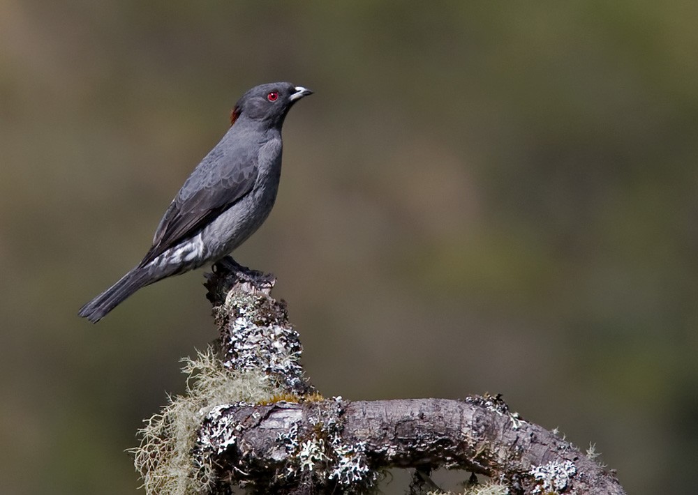 Red-crested Cotinga - ML205970911