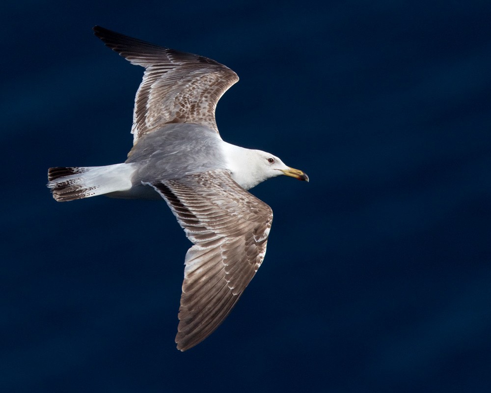 Yellow-legged Gull (michahellis) - Lars Petersson | My World of Bird Photography