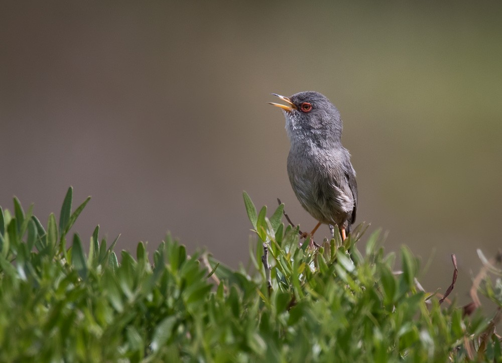 Balearic Warbler - ML205971161