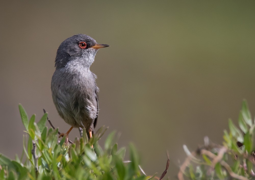 Balearic Warbler - ML205971171