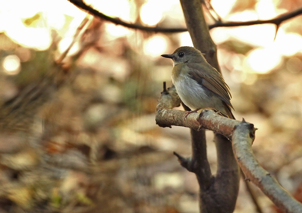 Fulvous-chested Jungle Flycatcher - ML205971241