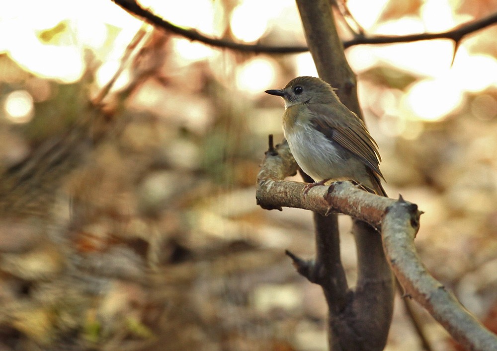 Papamoscas Dorsioliva - ML205971241