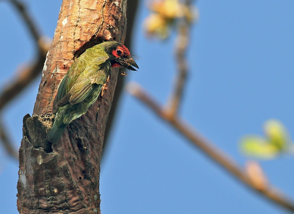 Coppersmith Barbet - ML205971301