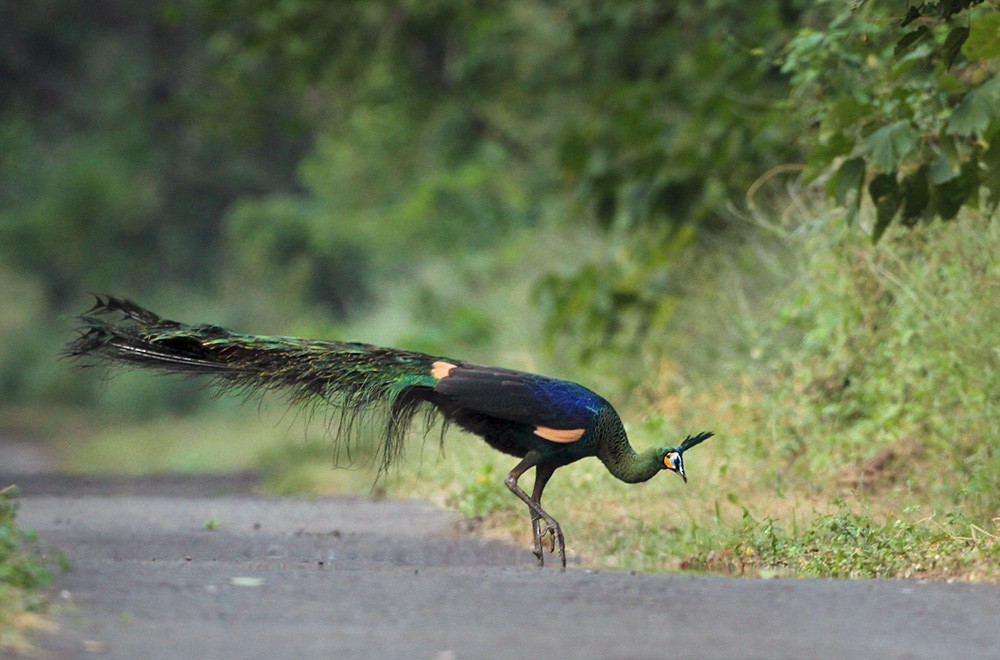 Green Peafowl - Lars Petersson | My World of Bird Photography