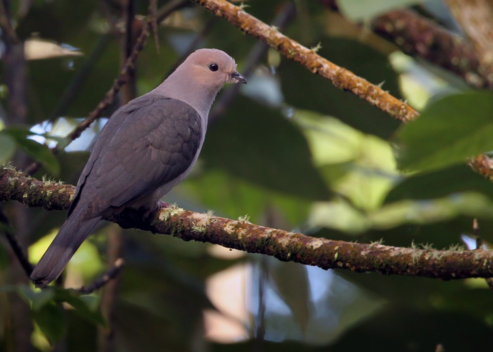 Dark-backed Imperial-Pigeon (Pink-headed) - Lars Petersson | My World of Bird Photography