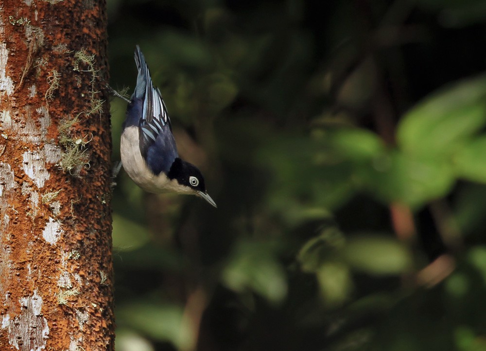 Blue Nuthatch - ML205971411