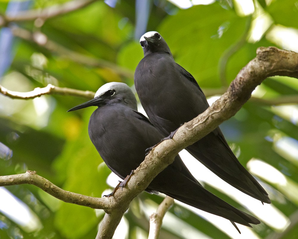 Black Noddy (minutus Group) - Lars Petersson | My World of Bird Photography