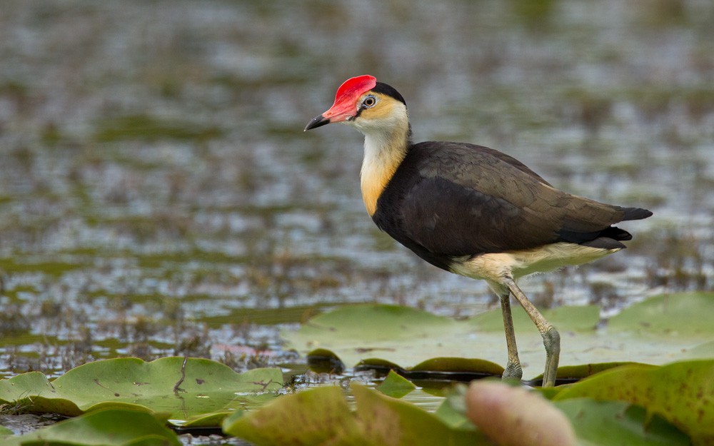 Comb-crested Jacana - ML205971641