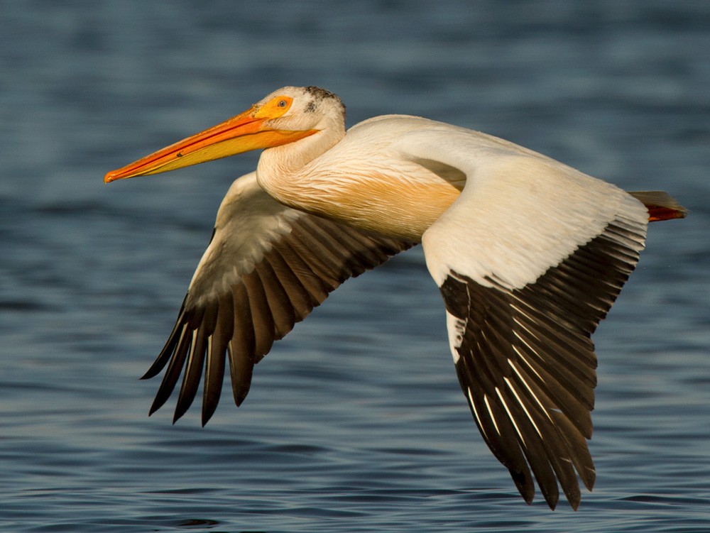 American White Pelican - ML205971791