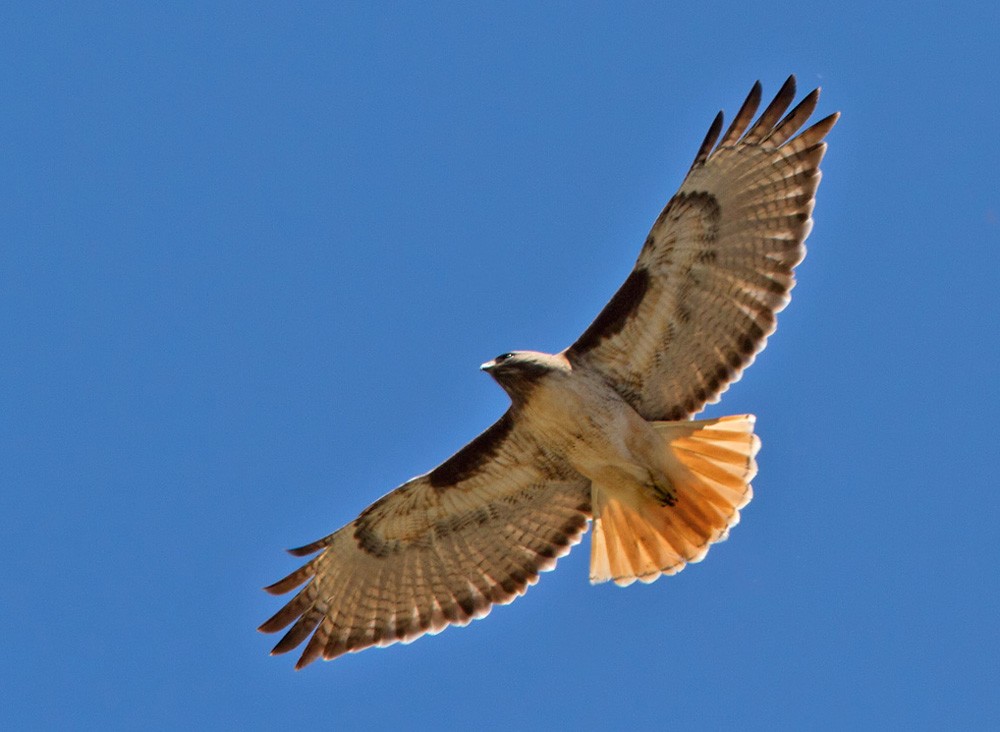 Red-tailed Hawk - ML205971911