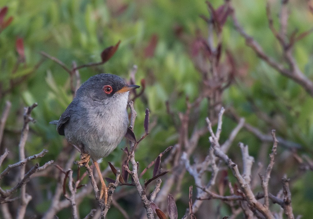 Balearic Warbler - ML205972001