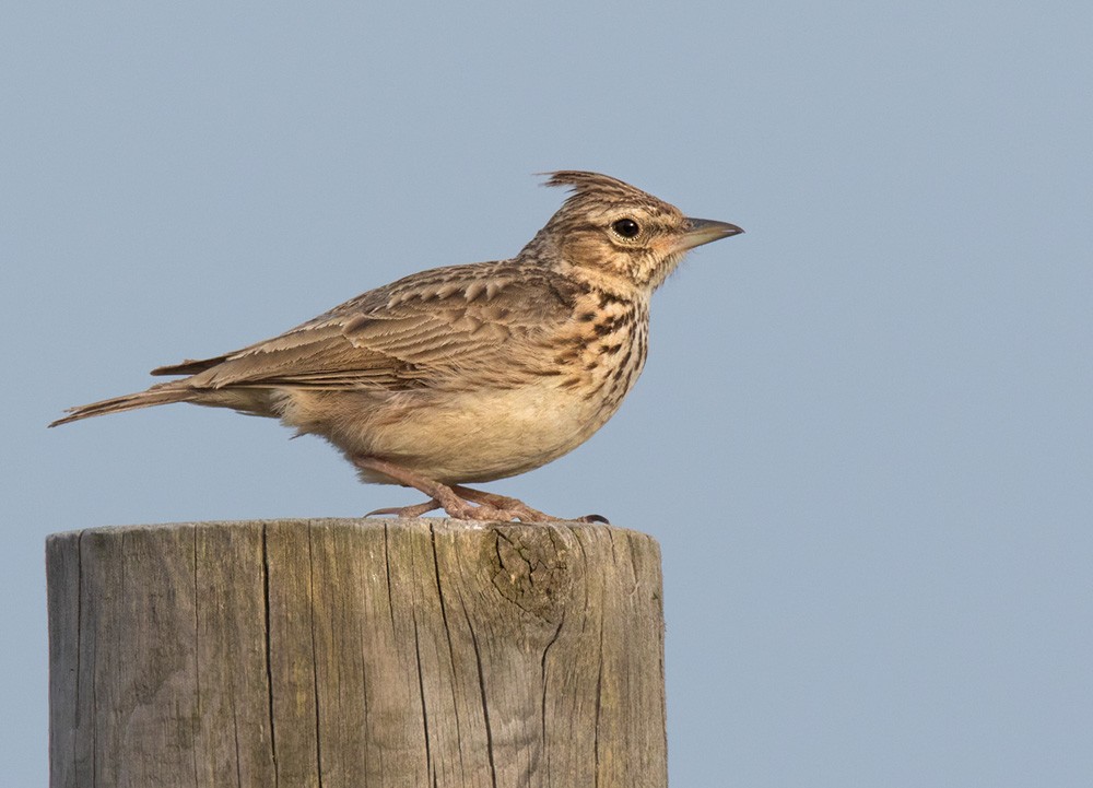 Thekla's Lark - Lars Petersson | My World of Bird Photography