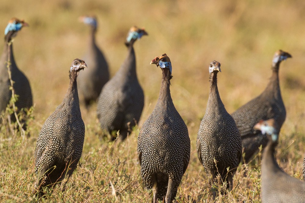 Helmeted Guineafowl - ML205972181