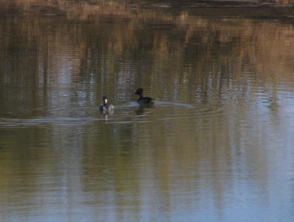 Ring-necked Duck - ML20597221