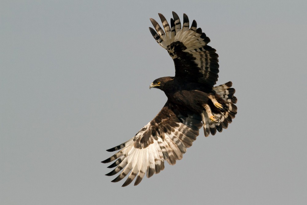 Long-crested Eagle - Lars Petersson | My World of Bird Photography